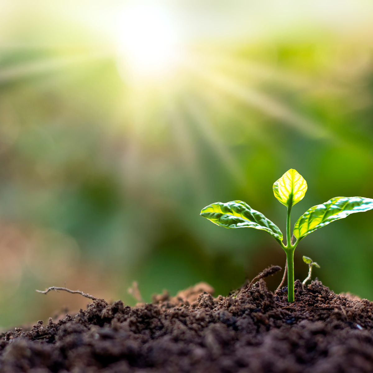 Environmental Health