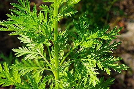 1000 Artemisia annua Seeds,Sweet Wormwood, Sweet Annie, Sweet sagewort,