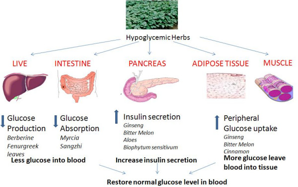 7. hypoglycemic herbs