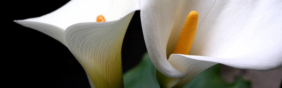 Happy Pascha 1 746741_91257014