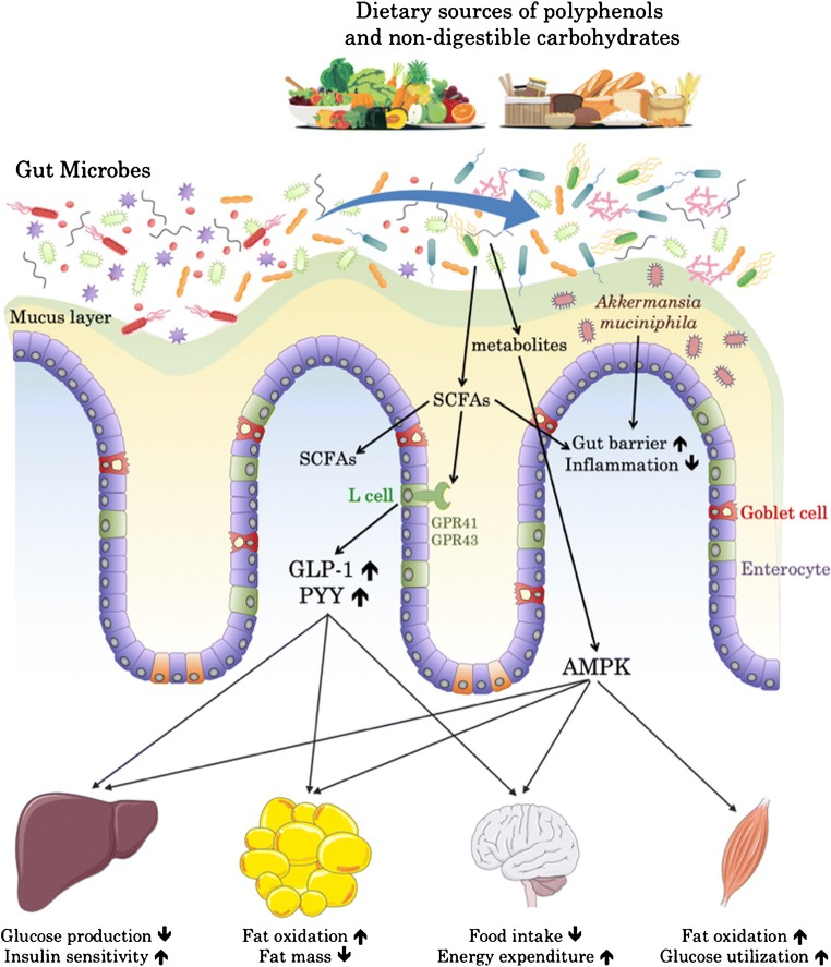 A diagram of a cell membrane

AI-generated content may be incorrect.