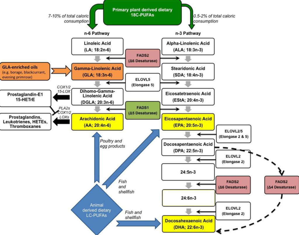 A diagram of a plant protein

AI-generated content may be incorrect.
