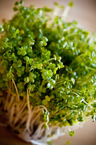 A close-up of a sprout

Description automatically generated