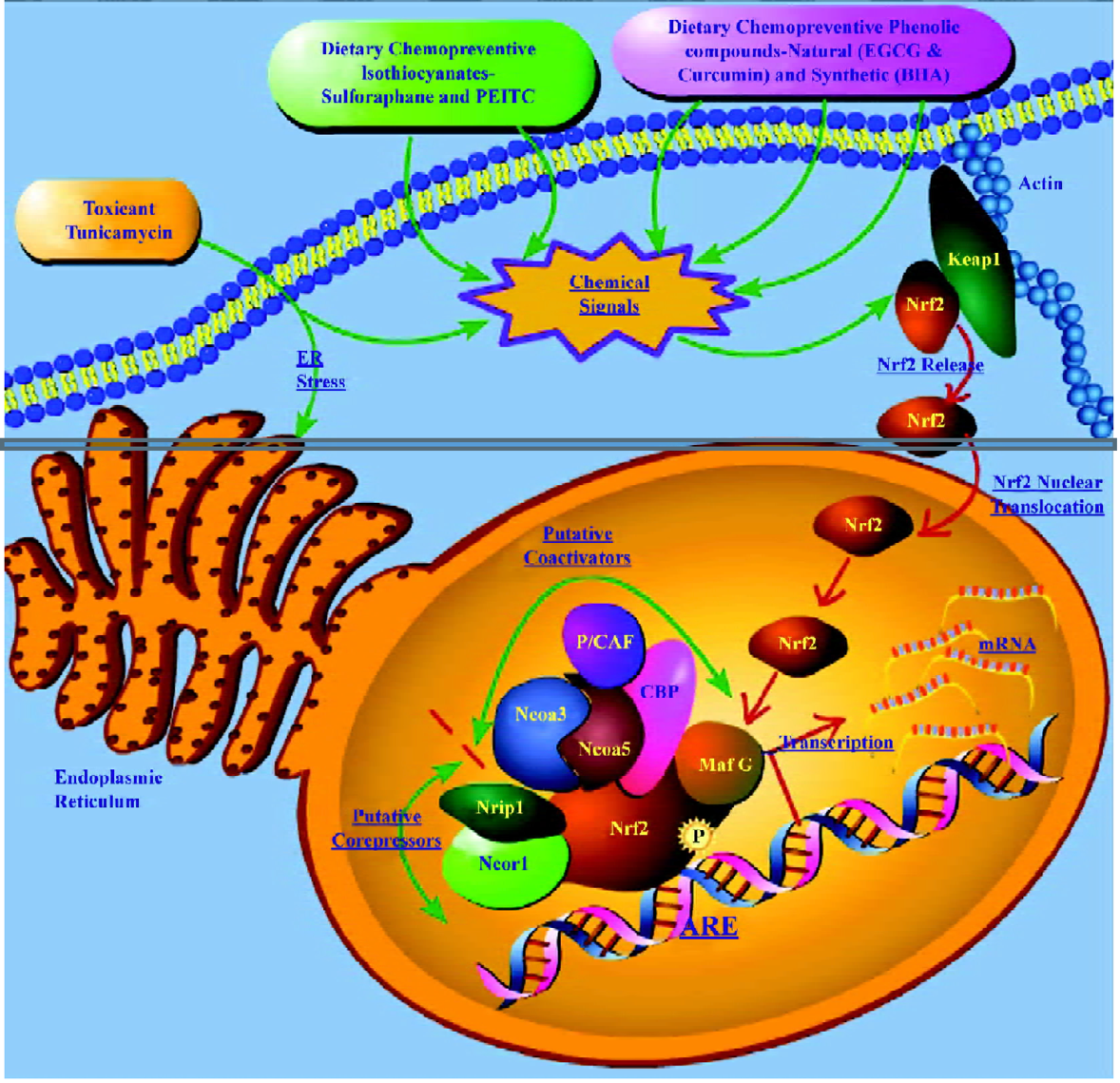 A diagram of a cell

Description automatically generated