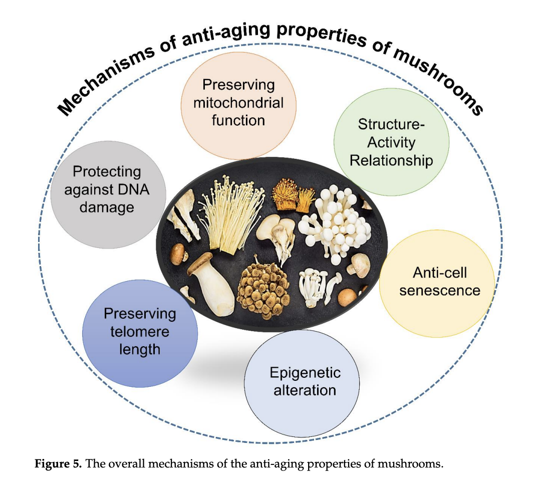 A diagram of mushrooms on a plate

Description automatically generated