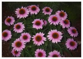 A group of pink flowers

Description automatically generated