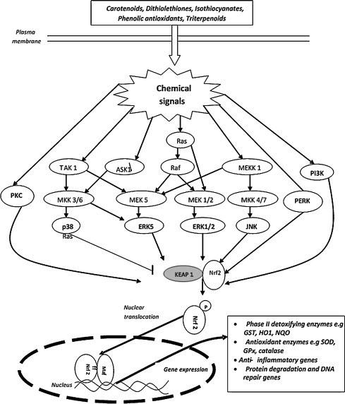A diagram of a chemical signal

Description automatically generated