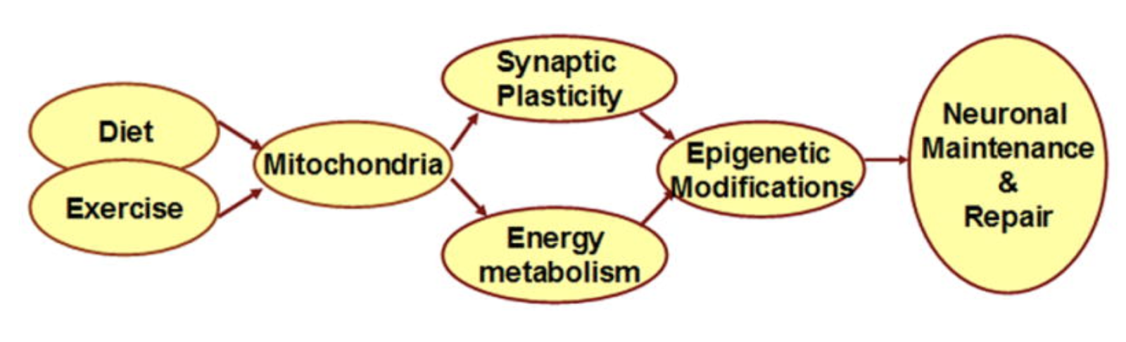A diagram of a diagram

Description automatically generated
