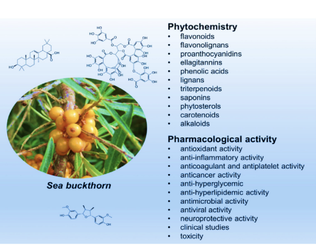 A close-up of a plant with berries

AI-generated content may be incorrect.