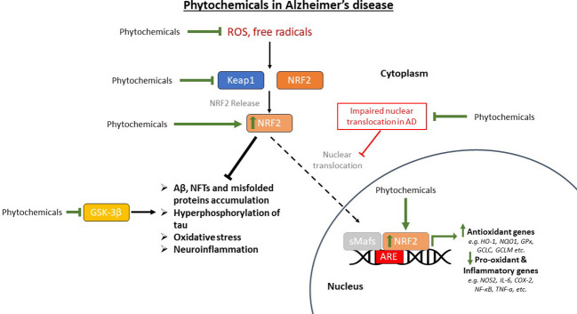 A diagram of a disease

Description automatically generated