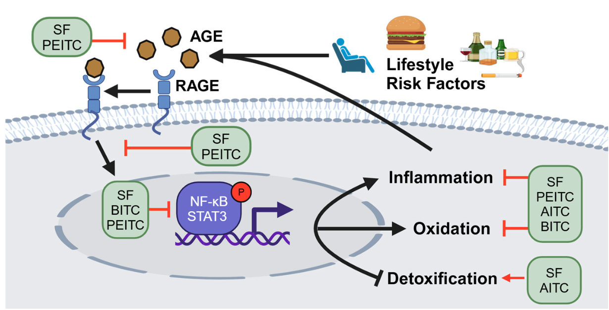 A diagram of a cell membrane

Description automatically generated