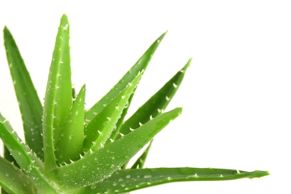 Aloe leaf