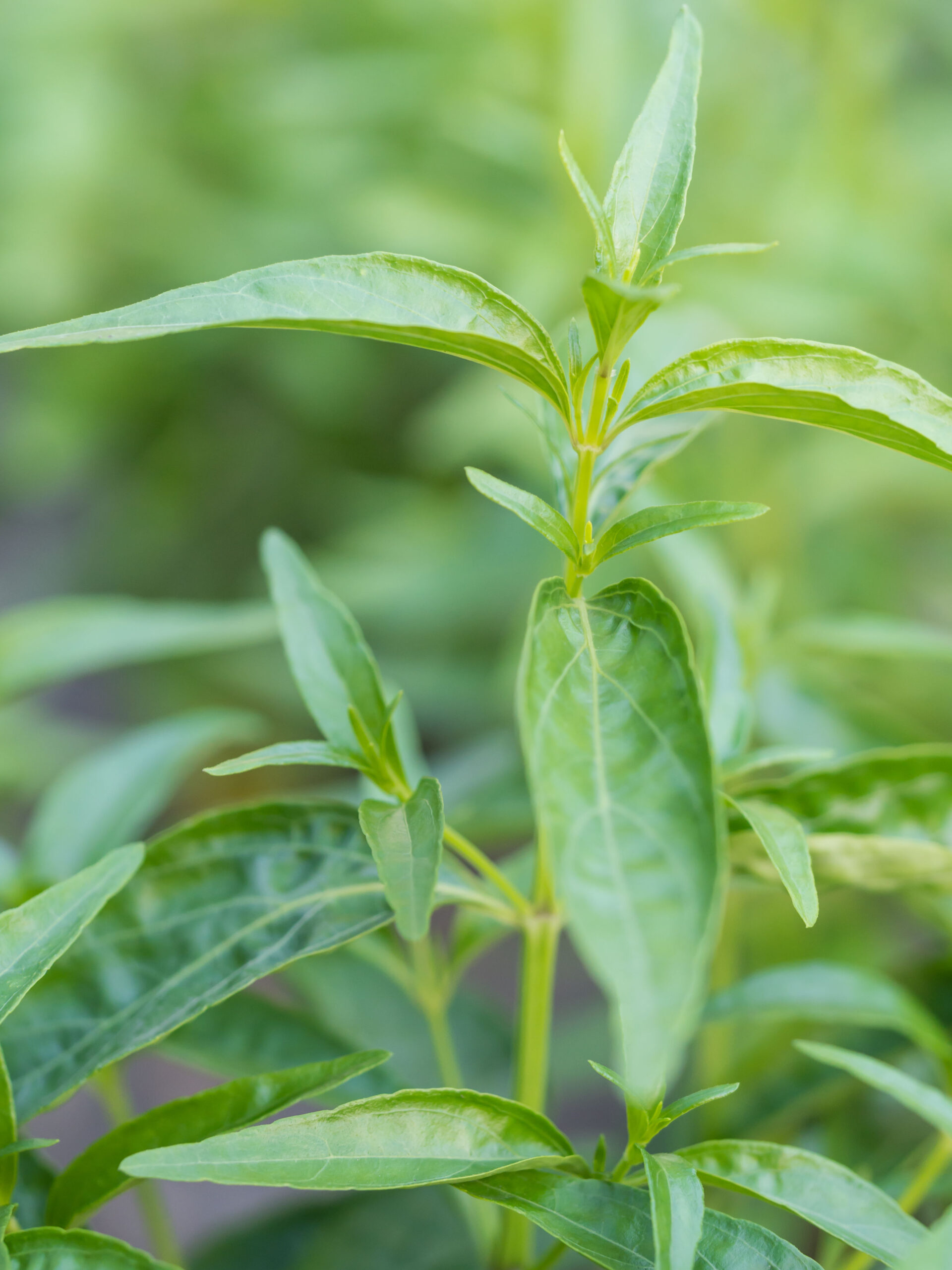 Andrographis2 xl scaled