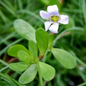 Bacopa