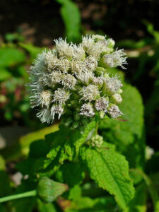 Boneset