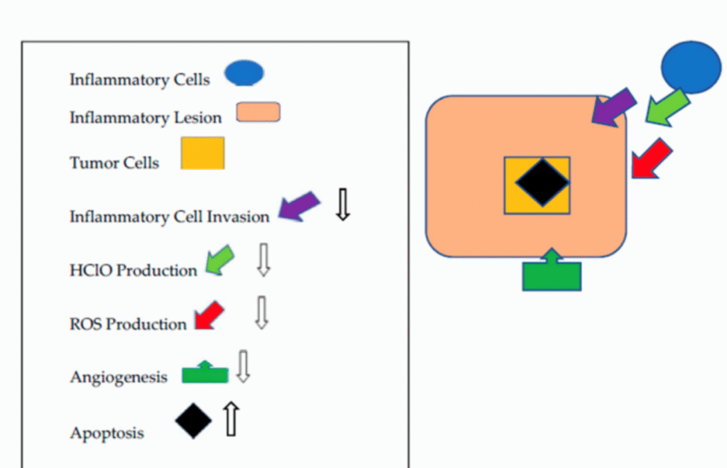 Cancer preventive properties of beetroot 3