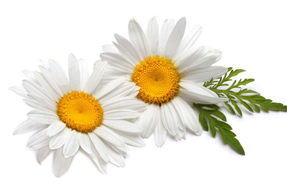 Chamomile 2
