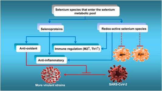 COVID-19 Vaccines, Variants, Immune Health and Traditional Medicine Use Across the Globe 12 Covid 15