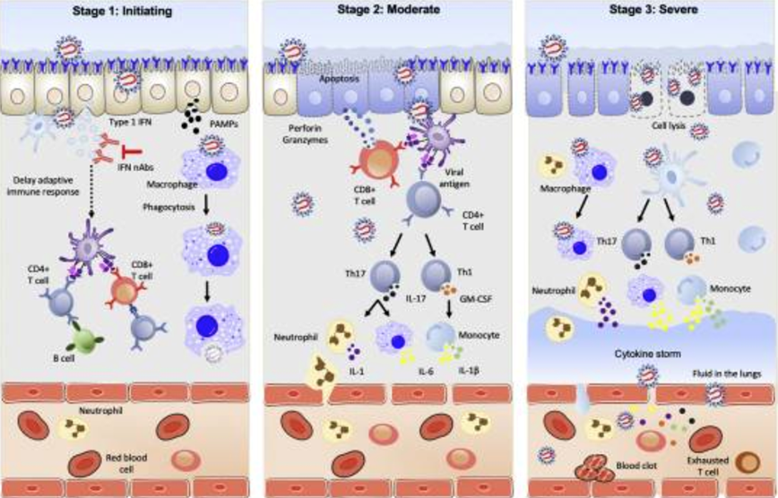 COVID-19 Vaccines, Variants, Immune Health and Traditional Medicine Use Across the Globe 3 Covid 3 1