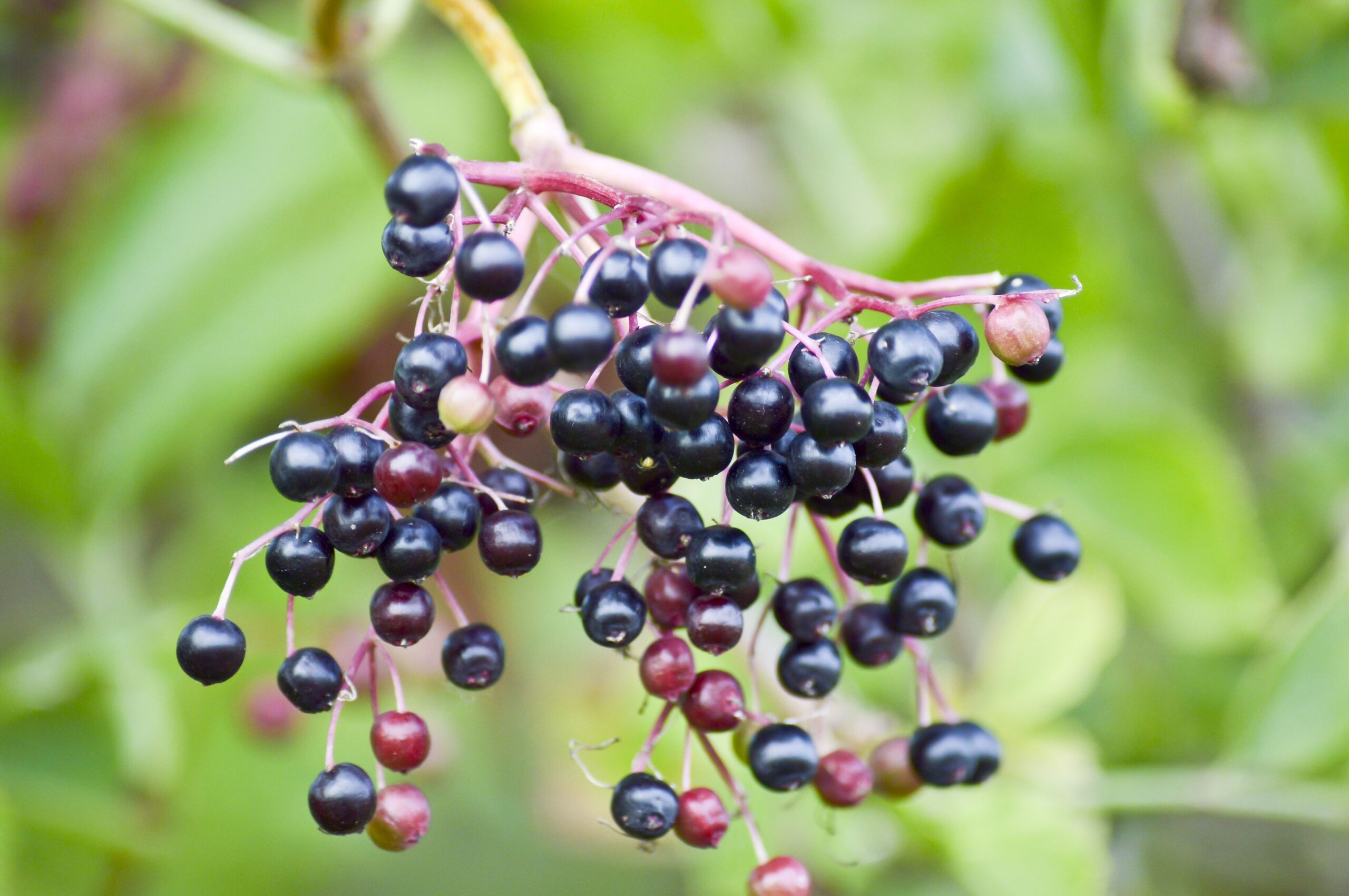 Elderberry 3 scaled