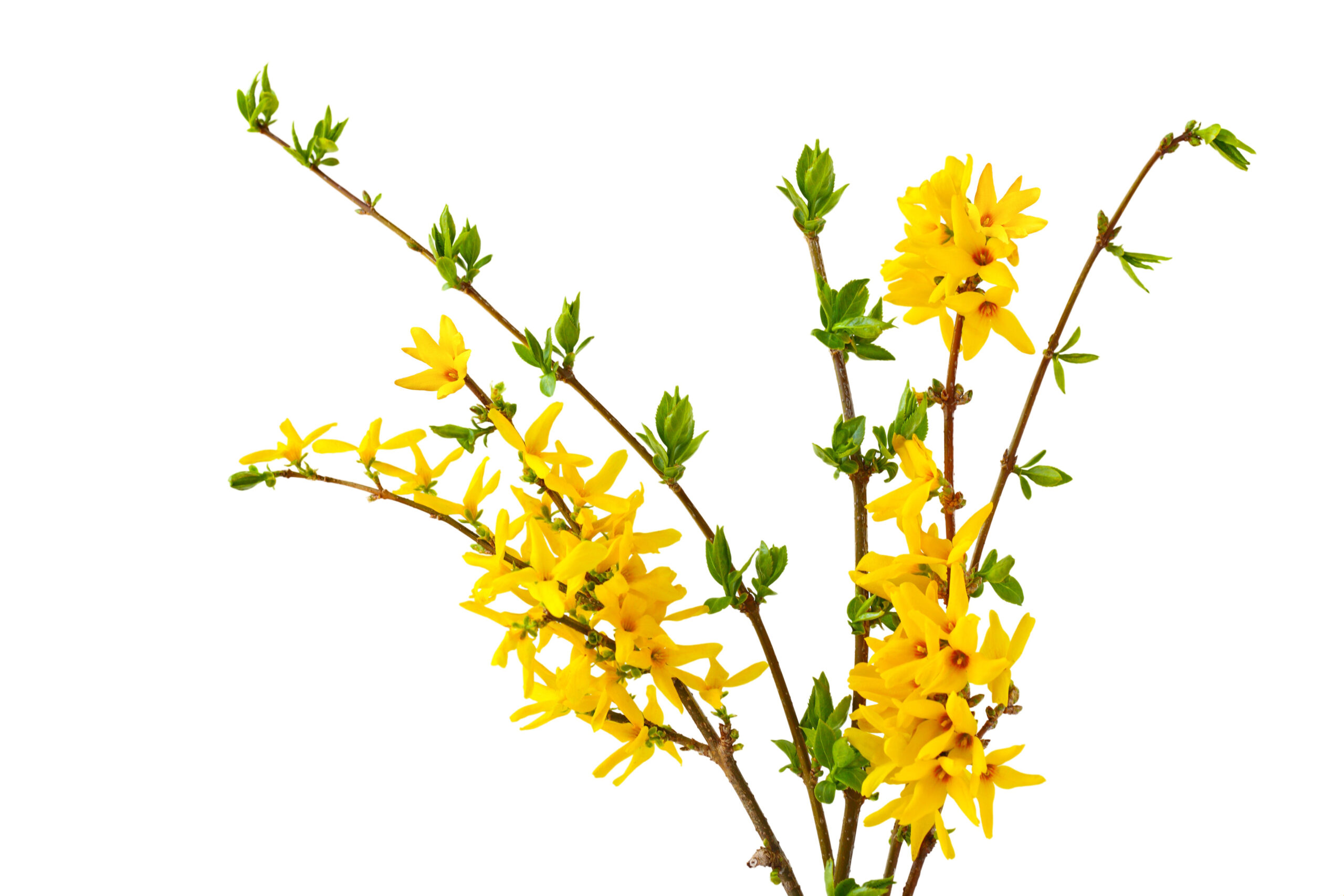 Forsythia scaled