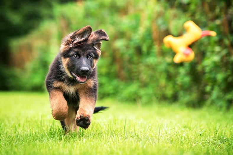 German Shepherd Puppy Fetch