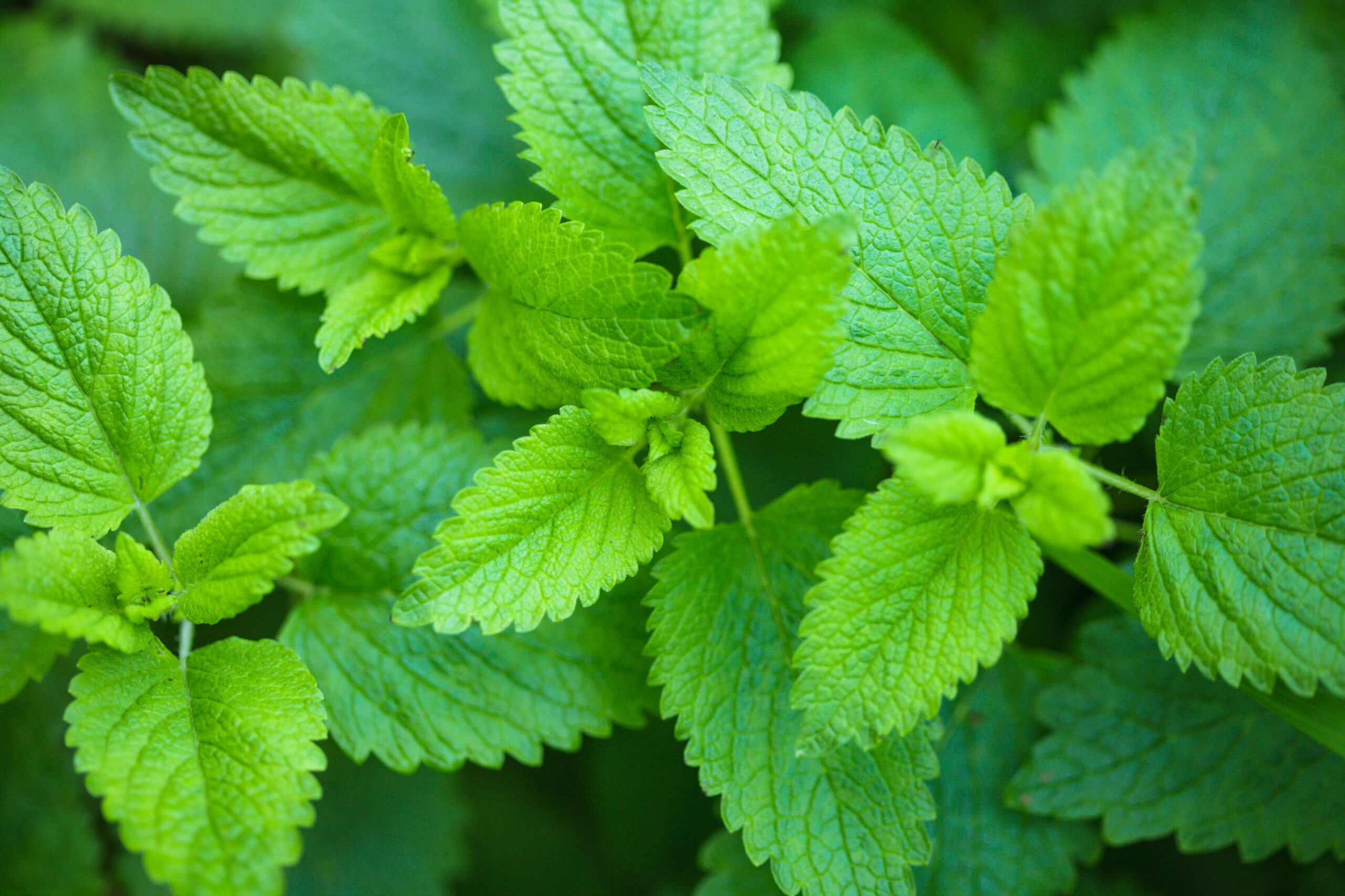 Lemon Balm 1 scaled
