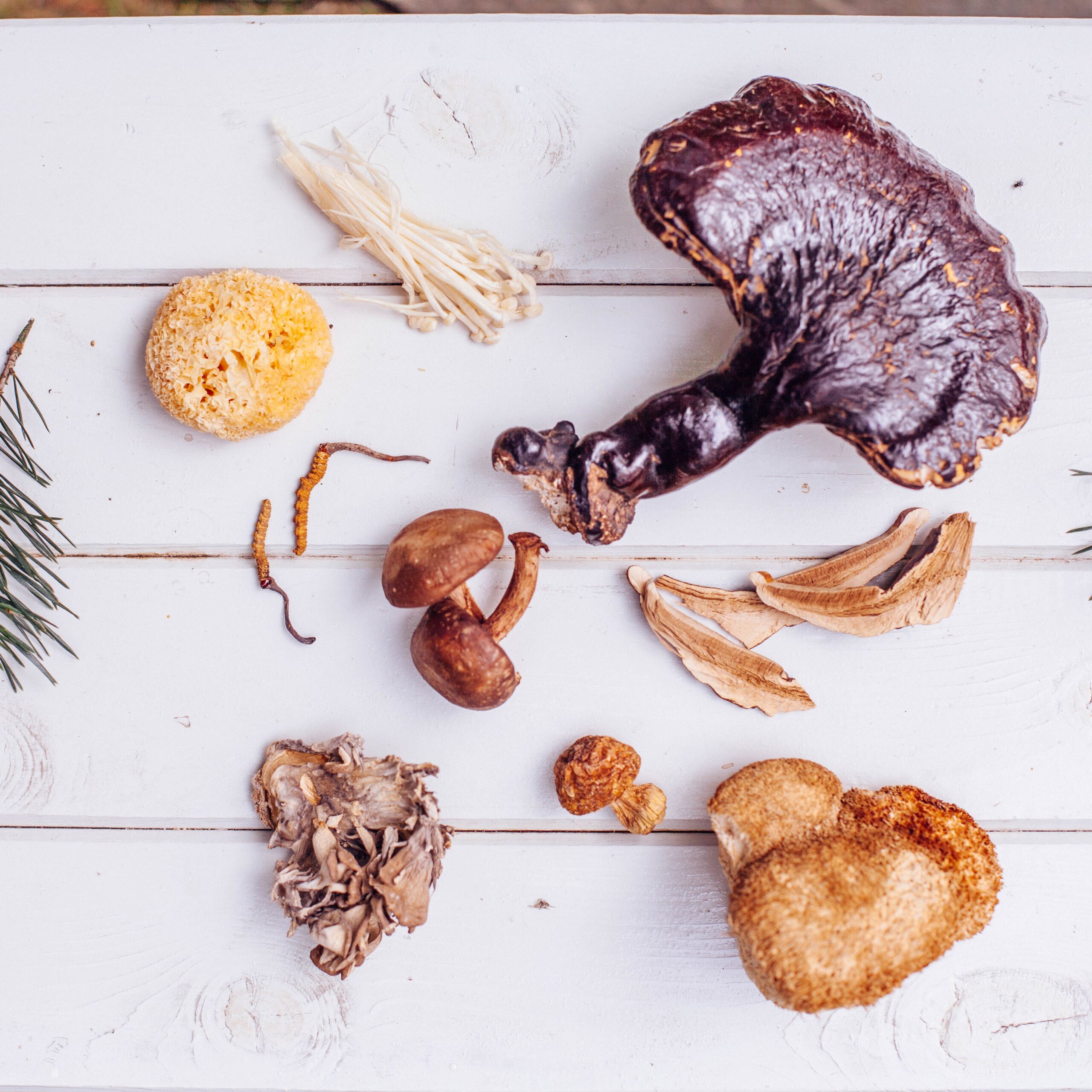 Medicinal Mushroom Collection Photo1 scaled