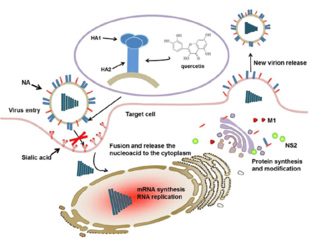Mrna synthesis