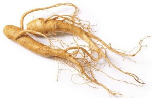 Panax ginseng 1