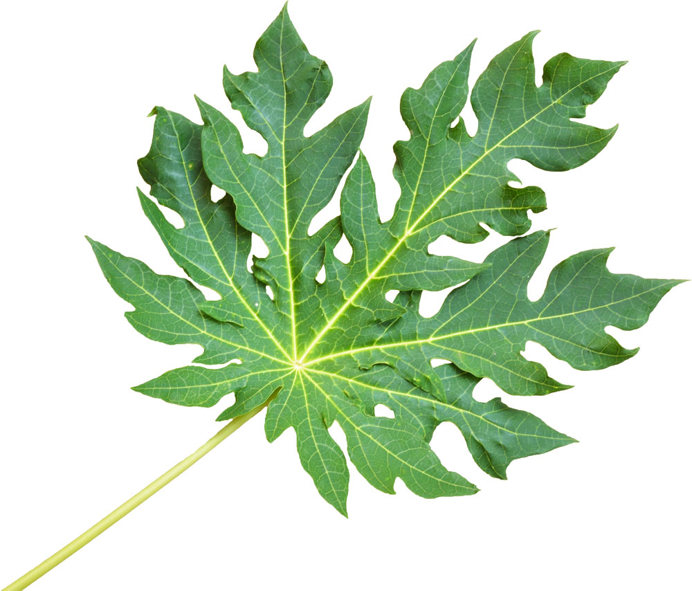 Papaya leaf