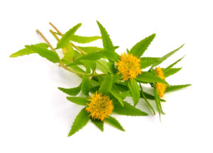 Rhodiola m