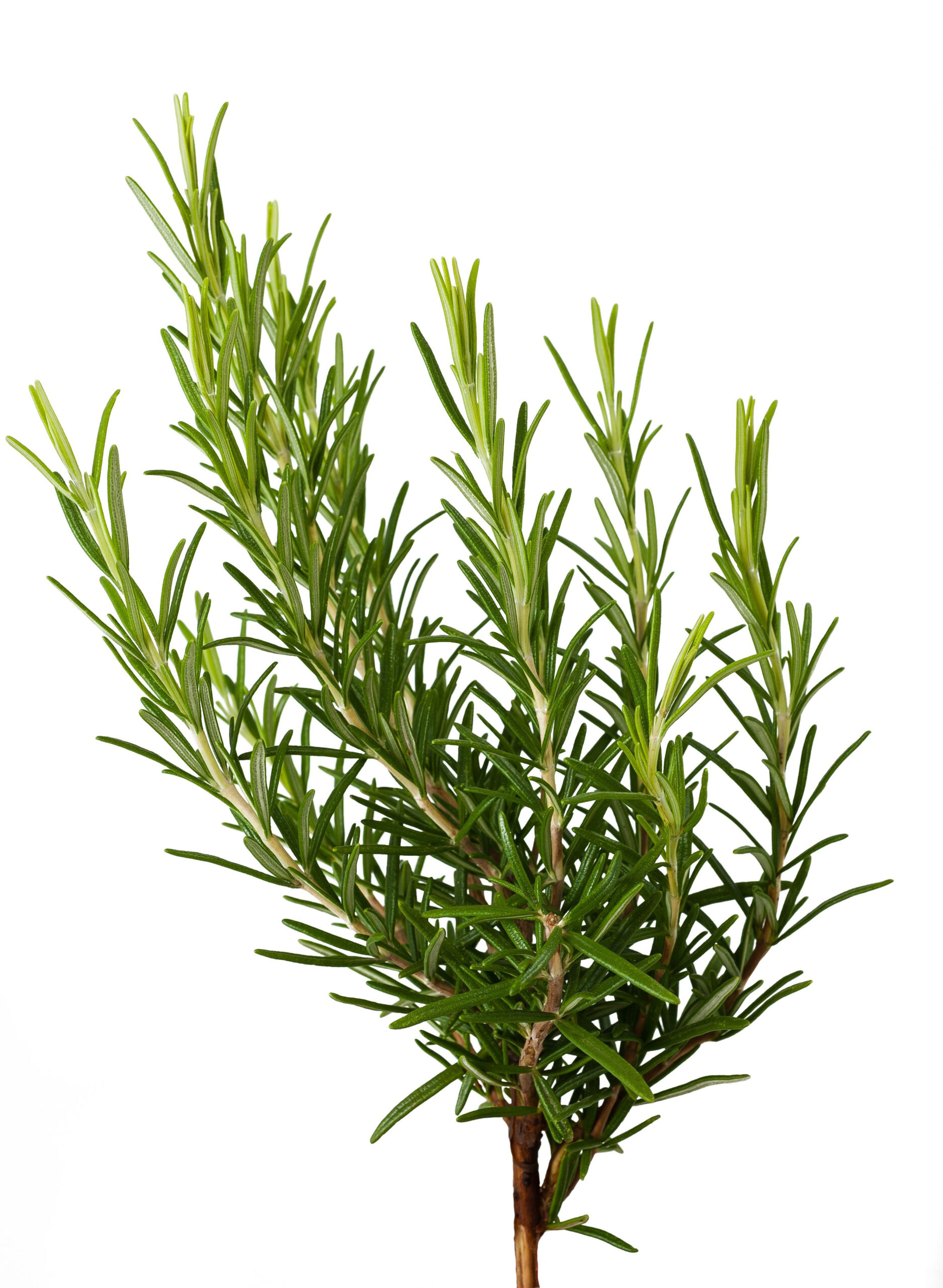 Rosemary scaled