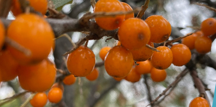 Sea Buckthorn for Athletes