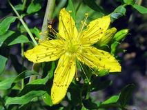 St. Johns Wart