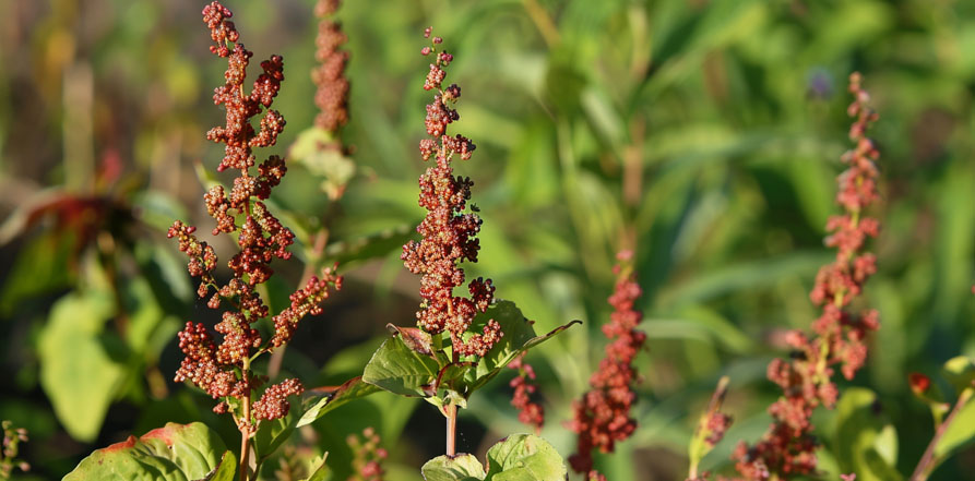 Yellow Dock herb for blood building and immune system
