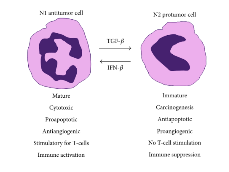 antitumor Cell vs. protumor cell