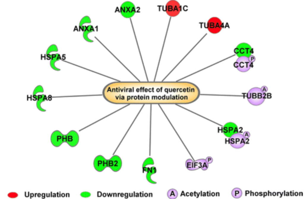 antiviral effect of quercetin