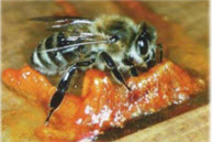 bee