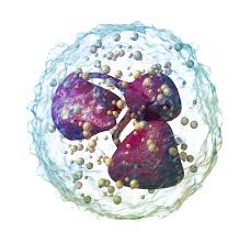 Understanding Neutrophil to Lymphocyte Ratio (Part 2): Research Demonstrating its Role as a Valuable Prognostic Marker in Cancer 5 download 1