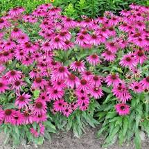 echinacea