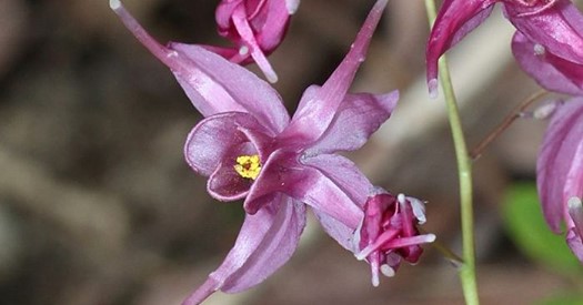 epimedium