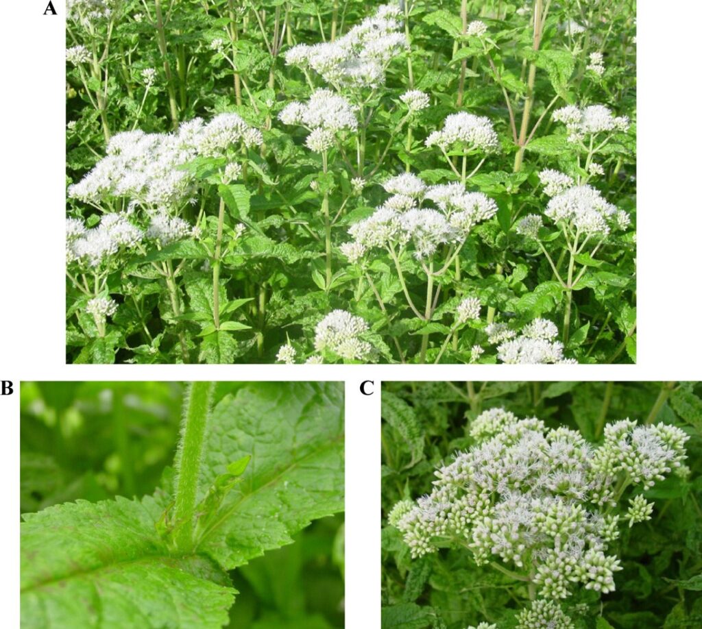 eupatorium