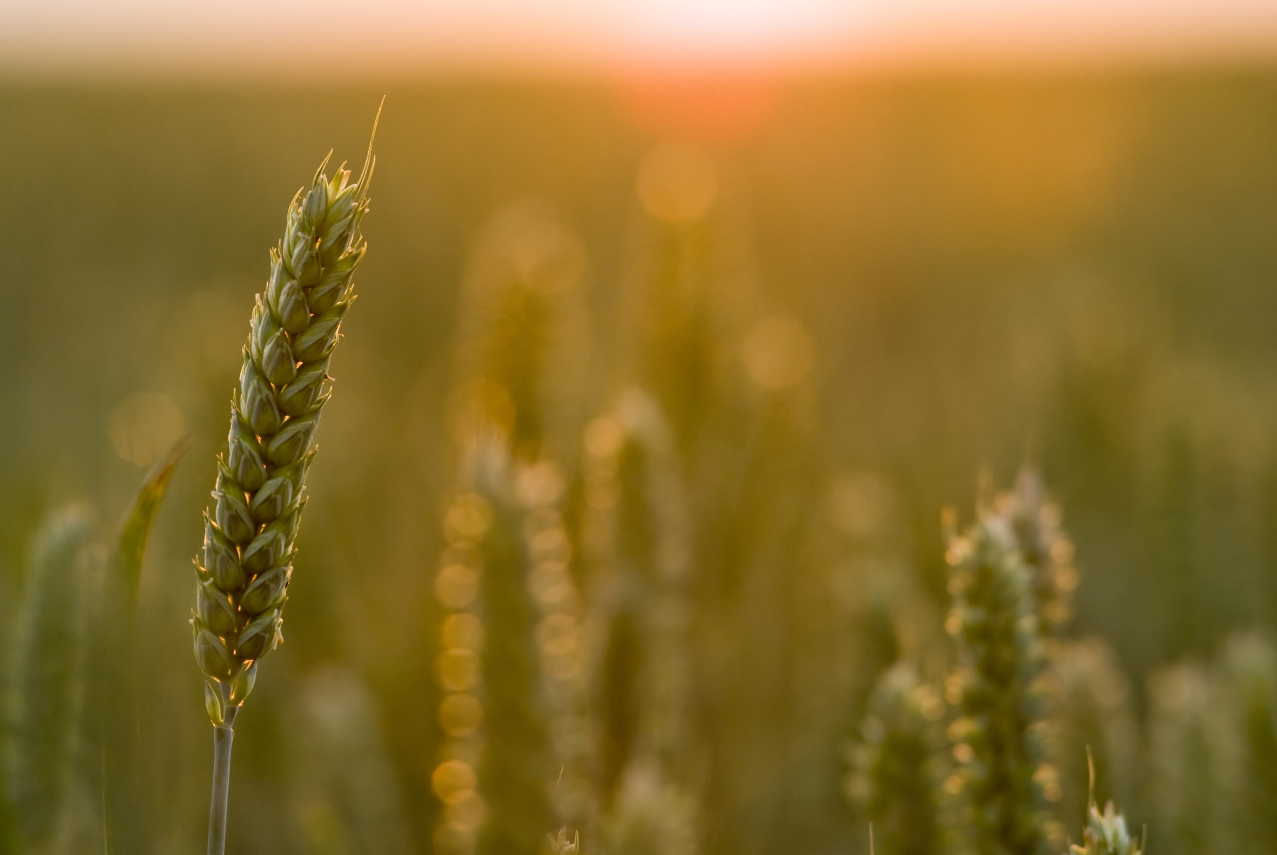 healthy snack spelt scaled