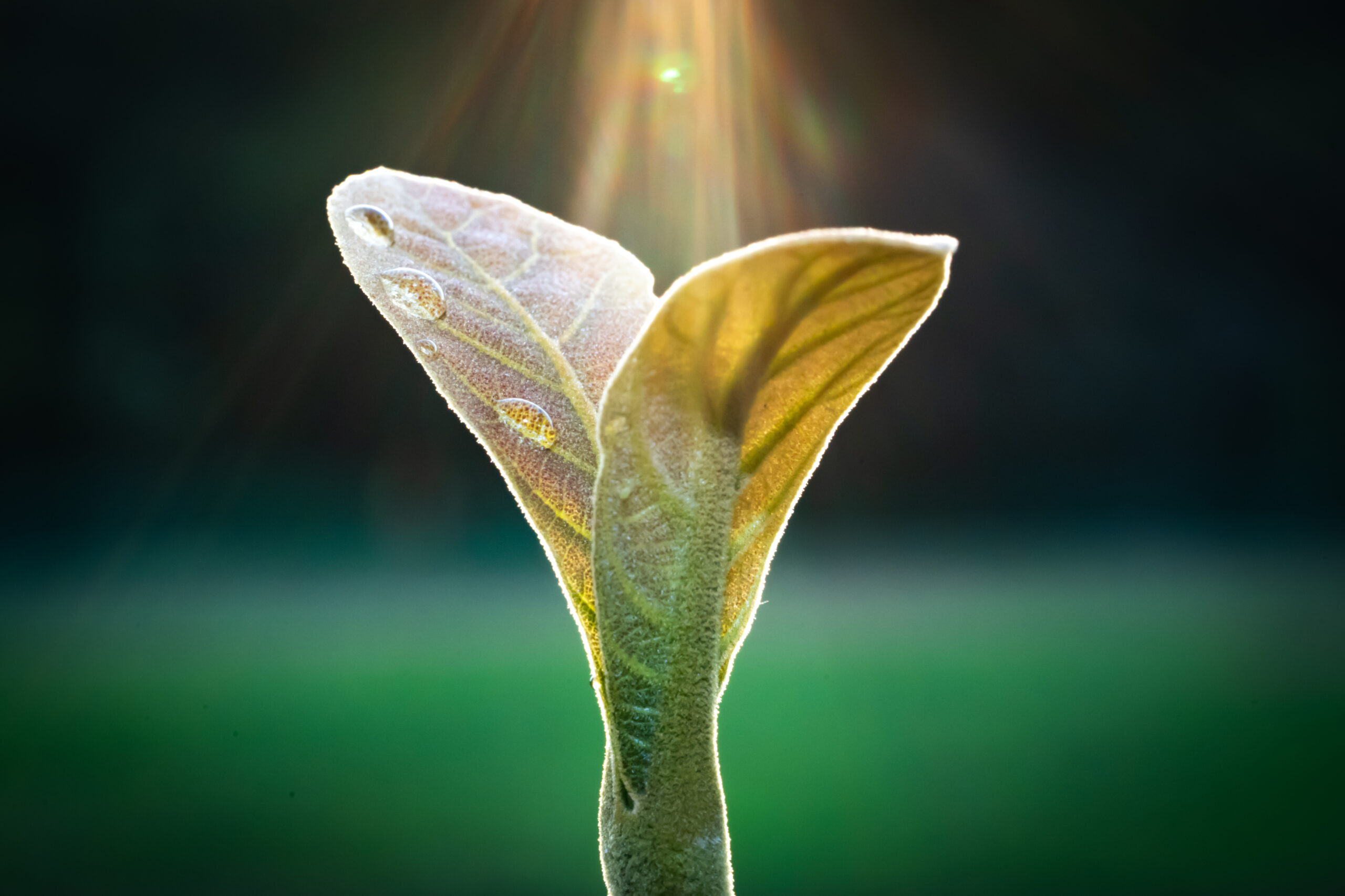 iStock 1061760920 scaled