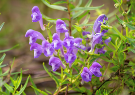 The Covaxin Vaccine, a Medscape Review of Ivermectin, and Herbal Medicine Bias 2 image 8 1