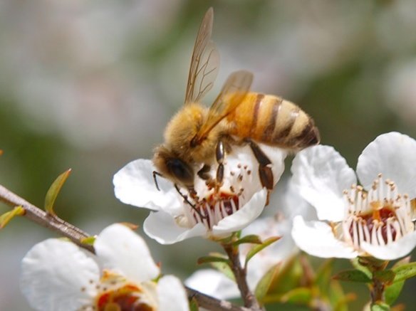 manuka honey