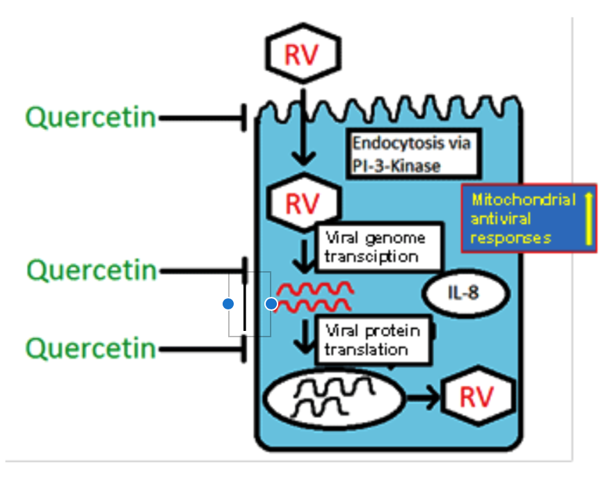 mitochondrial antiviral responses