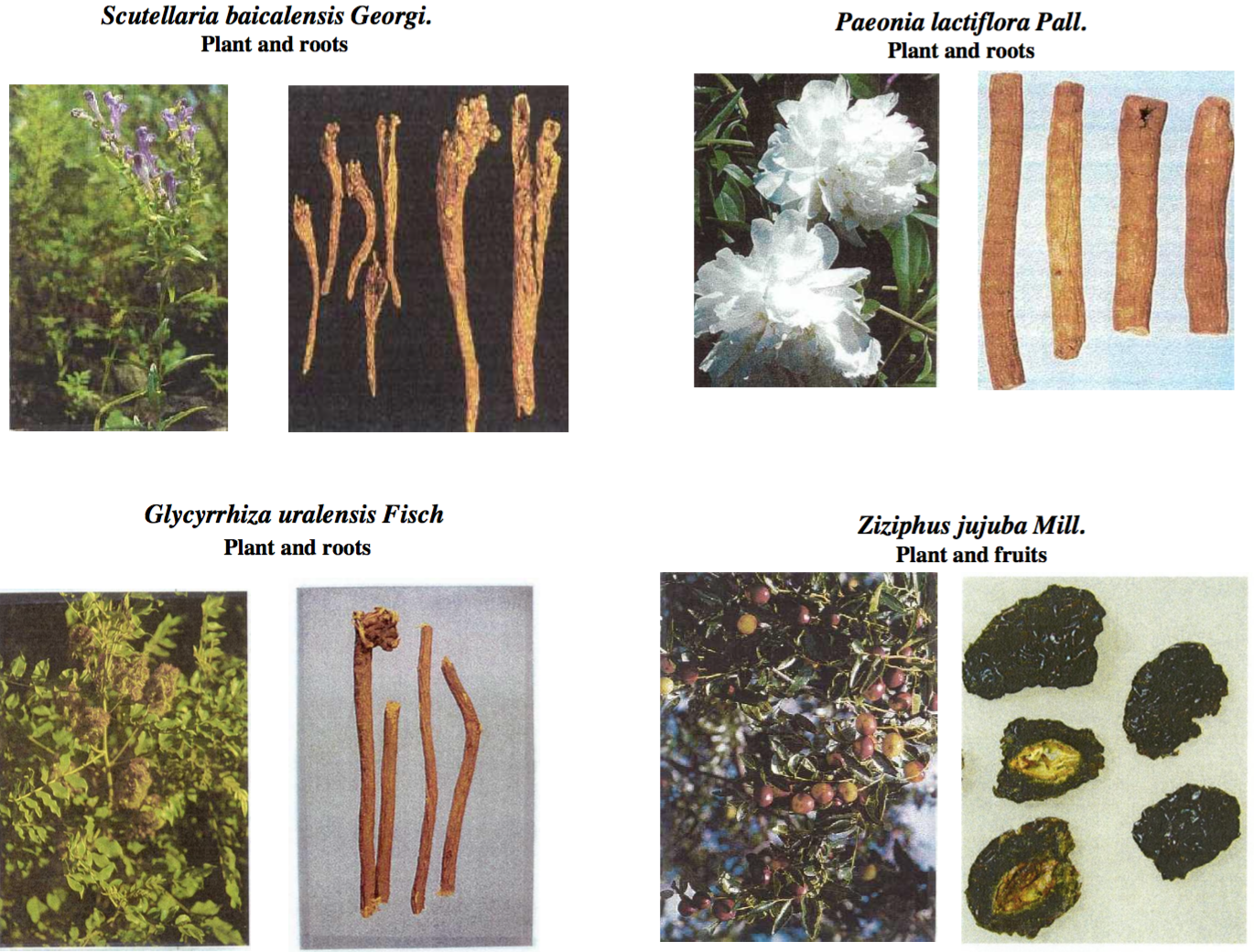‘Misrepresentation of ‘Integrative Oncology’ in the Literature: Clearing up Misperceptions and Recognizing the Validity of Herbal Medicine at the Forefront of ‘Unified Medicine’ 4 phy906