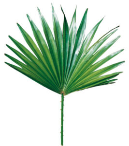 saw palmetto